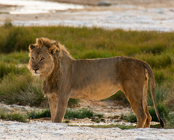 Namibia-Self-Drive-Itinerario-Tariffe-Self-Drive-Safari