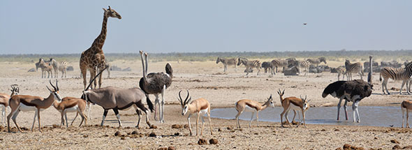 Namibia-Self-Drive-Itinerario-Tariffe-Self-Drive-Safari