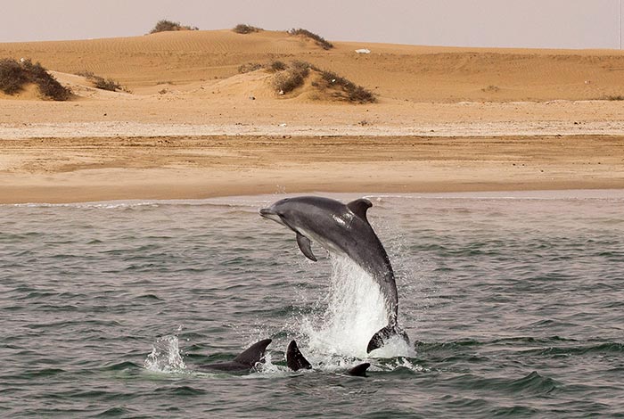 Tour Safari Guidato Privato in Stretched Landcruiser-Boat-Safari-dolphins