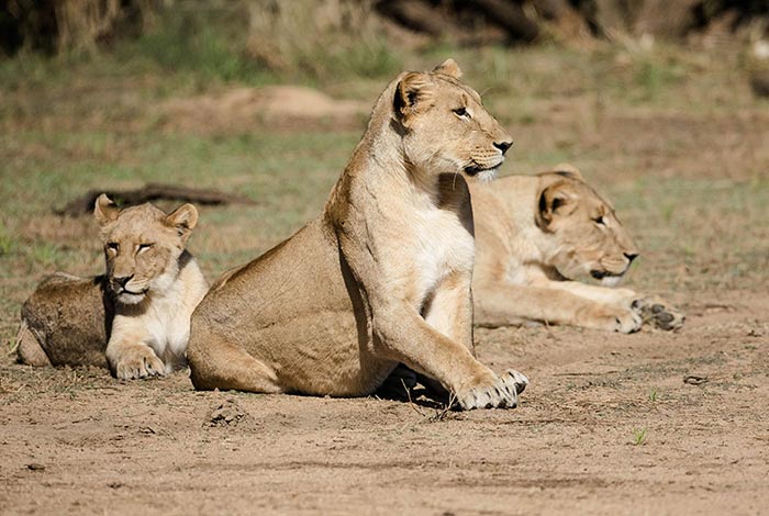 Tour Safari Guidato Privato in Stretched Landcruiser-Erindi-Private-Nature-Reserve