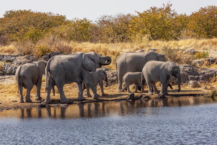 Tour Safari Guidato Privato in Stretched Landcruiser-Etosha-National-Park