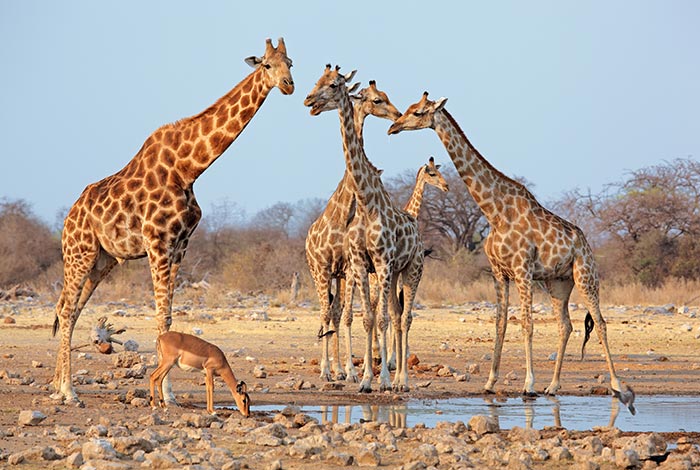 Tour Safari Guidato Privato in Stretched Landcruiser-Etosha-National-Park