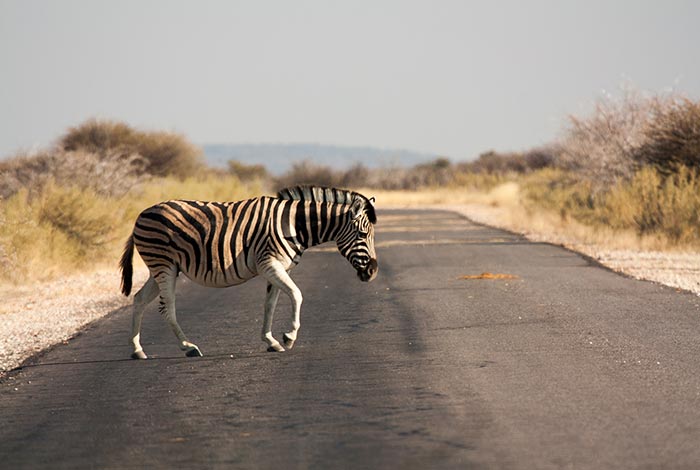 Tour del Kaokoland fuoristrada pesante-damaraland