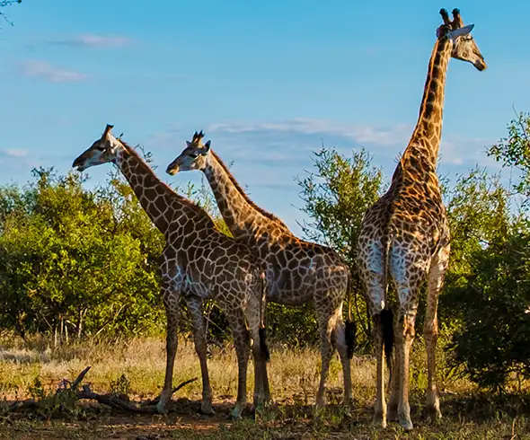 Namibia-Self-Drive-Safari-Culturale-Nord