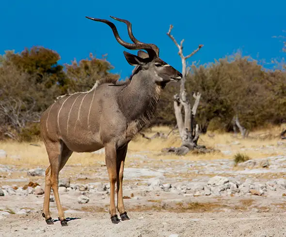 Namibia-Self-Drive-Safari-Supplemento-Sud