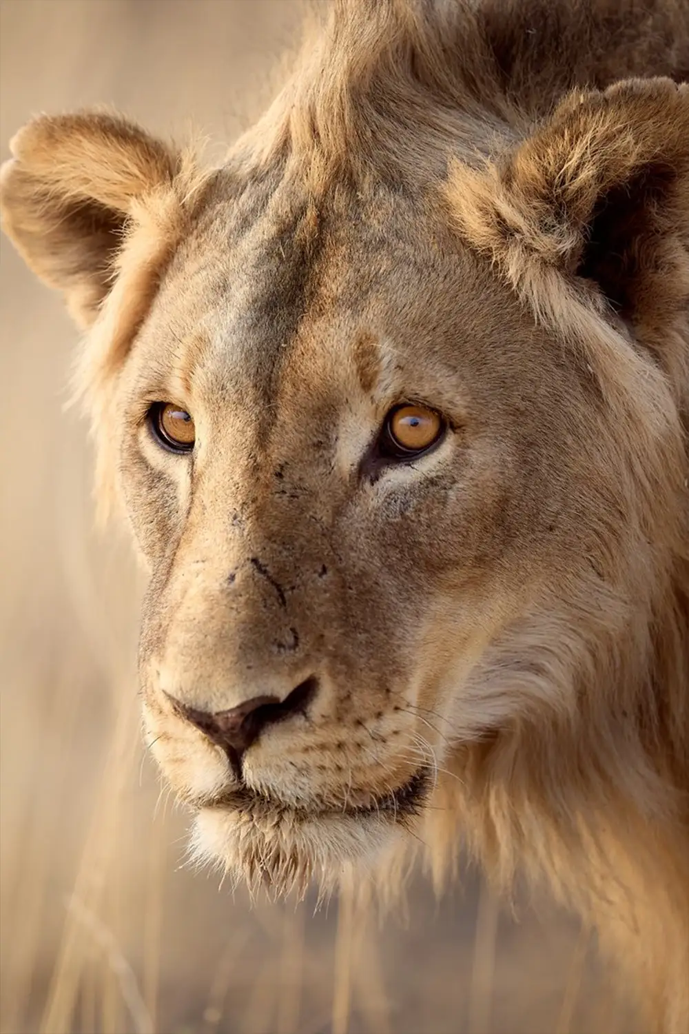 Photo Tour Guidato Iconic Namibia-Etosha National Park