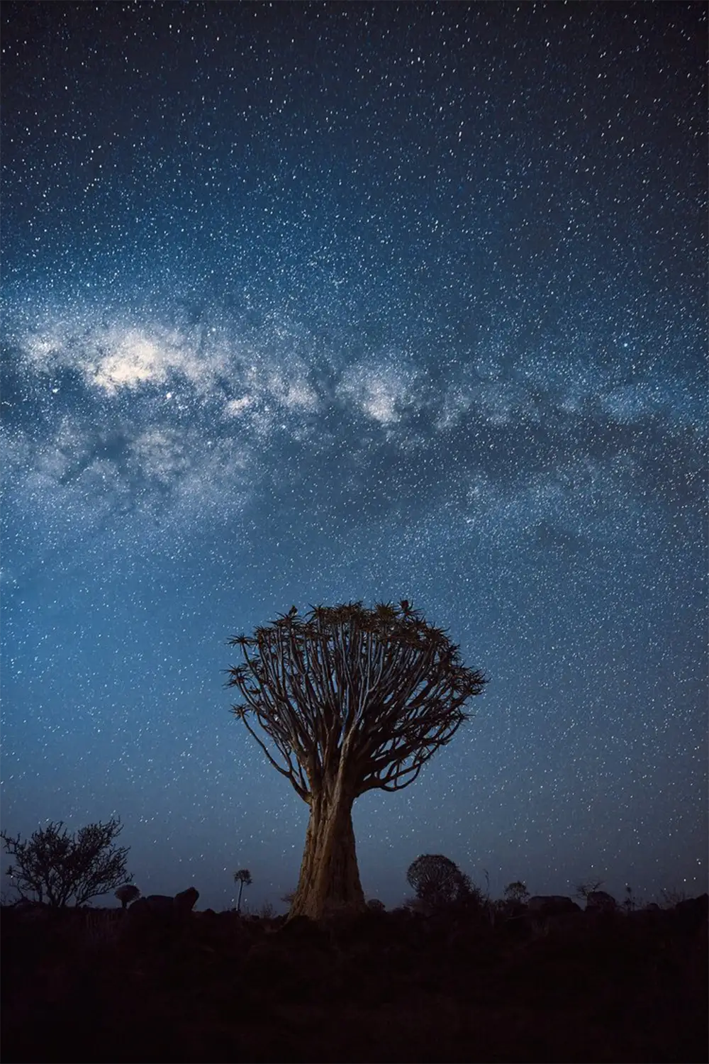Photo Tour Guidato Iconic Namibia-foresta di Quiver Tree