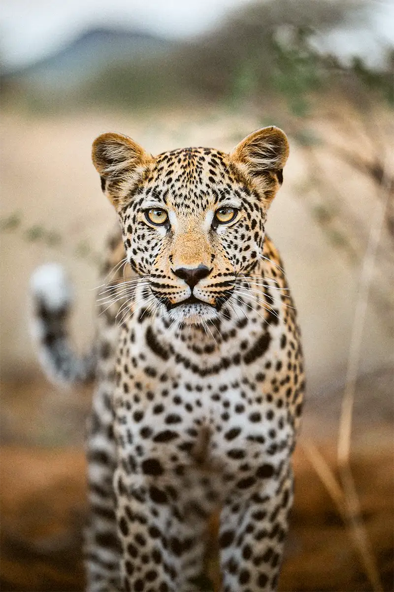 Photo Tour con safari guidato - Wild Namibia