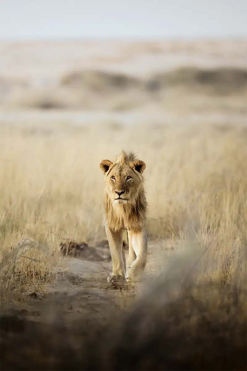 Photo Tour con safari guidato - Wild Namibia