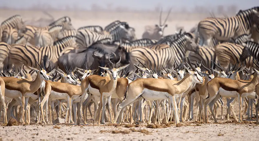 Photo Tour con safari guidato - Wild Namibia