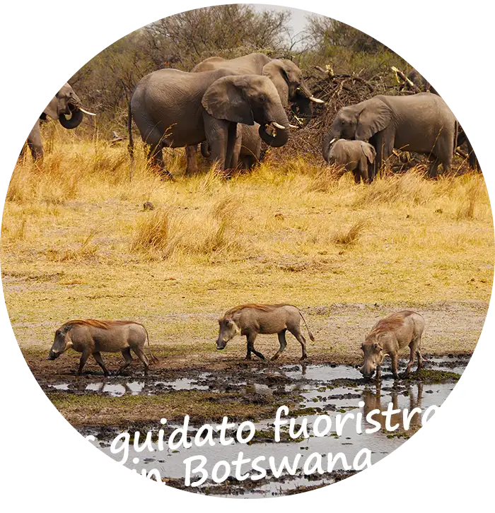 Tour guidato fuoristrada in Botswana
